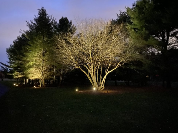 The Ultimate Guide to Tree Lighting: 4 Ideas for a Stunning Landscape