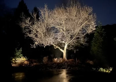 Lake Geneva tree uplight