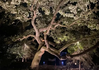 Florida tree uplighting